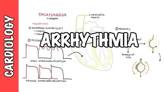 Arrhythmia Overview  Mechanism of bradyarrhythmia and tachyarrhythmia [upl. by Ynobe861]