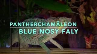 4K UHD Pantherchamäleon Furcifer pardalis blue Nosy faly 1 [upl. by Atilemrac]