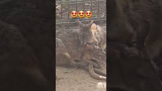 Wallabies Showing Affections sydney wallabies wildlife animals youtubeshorts [upl. by Eskil]