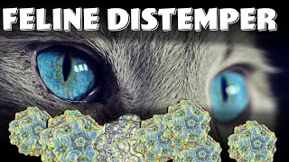 Feline Panleukopenia Virus known as Feline Distemper  vaccine symptoms and diagnosis [upl. by Sateia795]