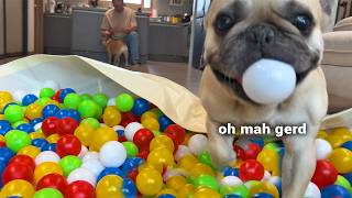 Surprising My Dogs With 400 BALLS [upl. by Averir339]