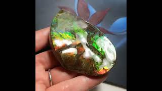 Ammolite Gemstone Canadian Ammonite fossil ammolite gemstone ammonite naturalgems beauty [upl. by Yee]