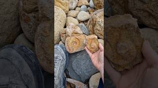 Prettiest little ammonite pop 🥰 fossils ammonite jurassiccoast [upl. by Grover869]