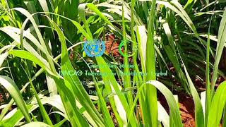 Juncao Grass Technology In Fodder Availability [upl. by Thilda]