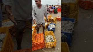 Palaverkadu Whole Sale Fish Market [upl. by Peppi174]