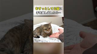 むすっとしてる猫に手を差し出したら…笑 ポムしま [upl. by Idid]