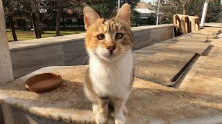 CrossEyed Cat The Cutest Thing Youll See Today [upl. by Ylenaj]