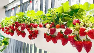 Growing Strawberries at home is easy big and sweet if you know this method [upl. by Burne]