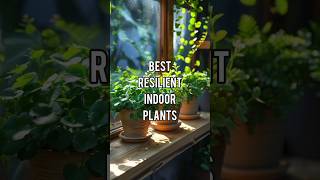 Best resilient indoor plants identification ✅ Best indoor plants for home [upl. by Terrence305]