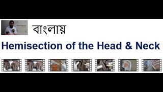 Hemisectionর ফেরিওয়ালা I OralNasal Cranial cavity আর Pharynxর কথা বলা I Waldeyers Ring ও হল বলা [upl. by Enoj]