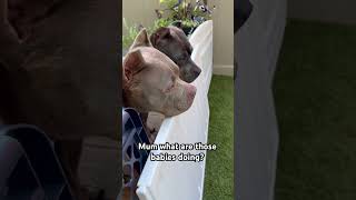 The big dogs chaperoning the crazy pups americanbully abkc puppies shortsviral shorts viral [upl. by Schonfeld]