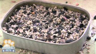 Feature Story Feeding and Breeding Gouldian Finches [upl. by Selma]