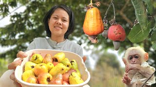 Harvesting fruits and cashew nuts making cashew milk and roasting salted cashews  Mai amp Do Do [upl. by Ellehcer]