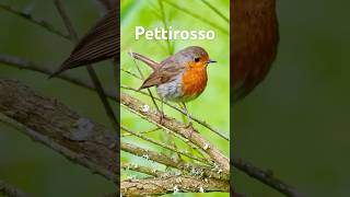 Pettirosso Europeo Un Piccolo Tesoro della Natura [upl. by Adahs]