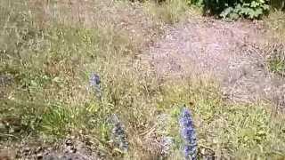 Common Broomrape at Ardrossan Ayrshire Scotland [upl. by Franz]