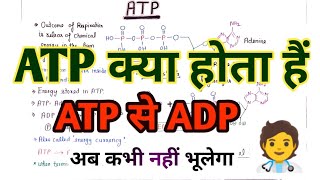 ATP  Adenosine Tri Phosphate   ADP  AMP  Energy Currency  Mitochondria  Cellular Respiration [upl. by Ahsikyt]