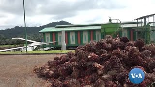 Fábrica de óleo de palma em São Tomé e Príncipe vem combater a pobreza [upl. by Eduam541]