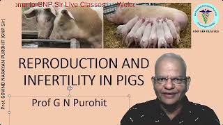 Unraveling the Mysteries of Swine Reproduction [upl. by Knox]