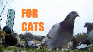 BEST Video for Cats to Watch SquirrelsBunniesPigeons Birds [upl. by Neufer]