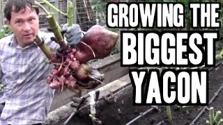 Growing amp Harvesting Organic Yacon is Better than Yacon Syrup [upl. by Hoover]