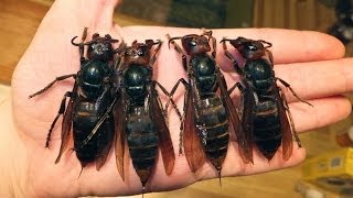 Giant Killer Hornets and Climate Change [upl. by Neelyhtak]