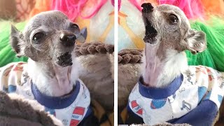 Happy Chihuahua With No Jaw Becomes SINGING SENSATION [upl. by Letnuhs]