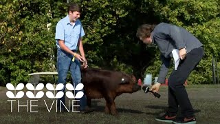 Arkansas State Fair food amp wrangling pigs  The Vine Rewind [upl. by Ginsberg]