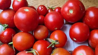 Einen leckeren Tomatensalat [upl. by Eirahcaz]