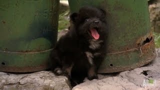 A Chorus of Pomeranians  Too Cute [upl. by Azilem]