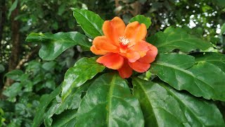 Eating Rose cactus Peireskia bleo fruit in Yogyakarta  Java [upl. by Nosyd]