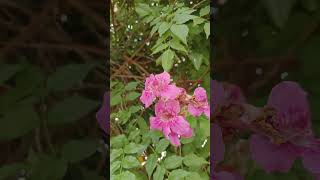 Podranea ricasoliana or pink trumpet vine shorts trending pinkpinktrumpetvinepinkflowers [upl. by Aicrag]