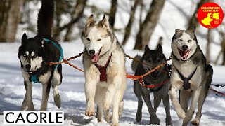 1 ANNO DI CORSO E HUSKY TIRA ANCORA EDUCATORE RISOLVE IN MENO DI 2 MINUTI testimonianza caorle [upl. by Canning]