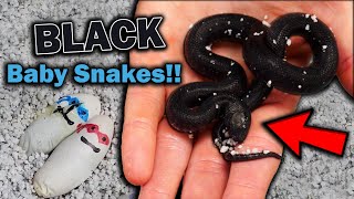 Mexican Black Kingsnakes Hatching [upl. by Kath]