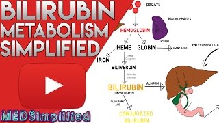 Bilirubin Metabolism Simplified [upl. by Edy893]