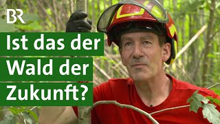 Artenreicher und klimastabiler Wald Wird Gymnasiallehrer Waldbesitzer des Jahres  Unser Land  BR [upl. by Larochelle281]