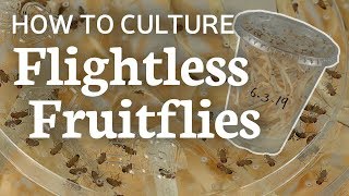 Flightless Fruitflies 101 How to Raise and Culture [upl. by Schwartz109]