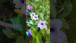 Ruellia Tuberosa Flowers🥀🥀 shorts viralvideo youtubeshorts 🥀🥀🌹 [upl. by Aihcropal]