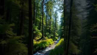 Naturwunder Polen BiałowieżaNationalpark 🏞️ [upl. by Mady]