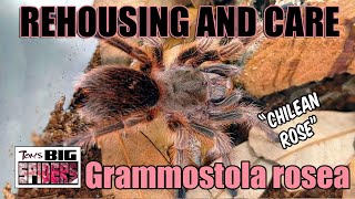 Grammostola rosea quotChilean Rose Hairquot Rehouse and Care [upl. by Cichocki]