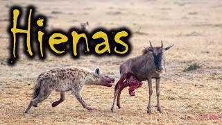 HIENAS COMEM ANIMAIS VIVOS POR QUÊ  HIENAS CAÇANDO [upl. by Latsirc868]