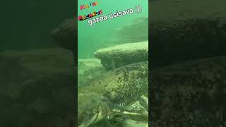 silure som catfish catfishing catfishhunter kanal pecanje underwater ribolov fishing [upl. by Eneles]