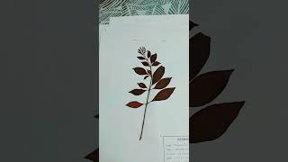 My herbarium collections [upl. by Ellehcram]