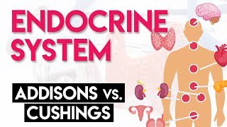 Addisons vs Cushings  Endocrine System Part 2 [upl. by Suruat]