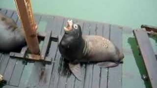 Sea Lion Scratch  Yawn [upl. by Nadab]