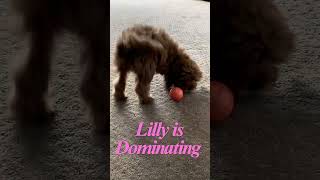 PUPPY TAKES DOWN TEMU BALL IN ROUND 2 SHOWDOWN cuteanimals shorts [upl. by Lotsirhc]