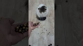 Cat Satisfying Video ASMR 178 [upl. by Eelak]