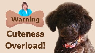 Adorable Poodle puppy haircut [upl. by Luy]