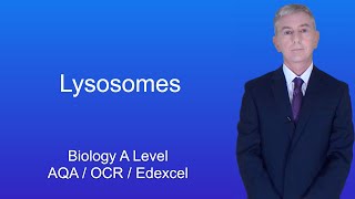 A Level Biology Revision quotLysosomesquot [upl. by Airdnax449]