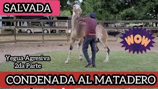 YEGUA AGRESIVA SIN DOMAR CONDENADA AL MATADERO caballossalvajes horseman cavalos [upl. by Anaya]