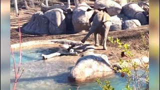 Ozzy Man Reviews Goose vs Elephant [upl. by Emmye583]